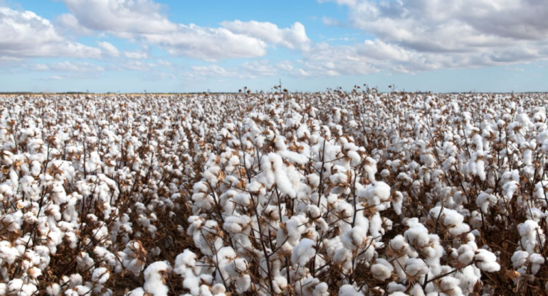 Arábia Saudita facilita importação de algodão brasileiro