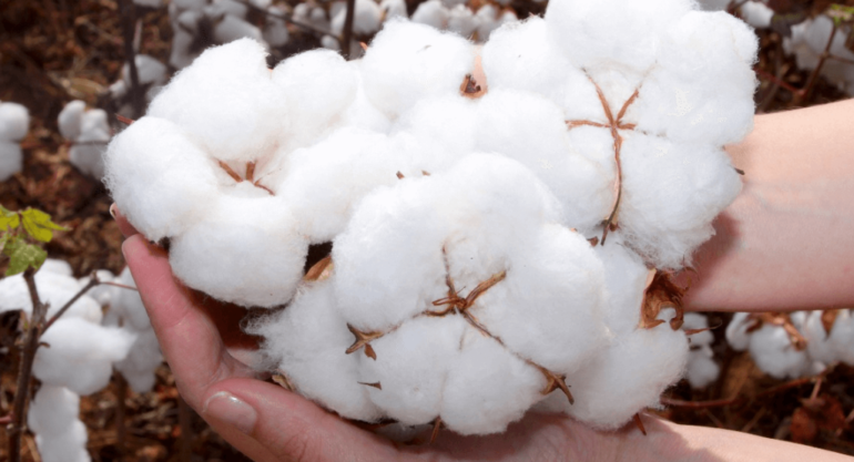 Brasil deve continuar como líder global na exportação de algodão na temporada 2024/25