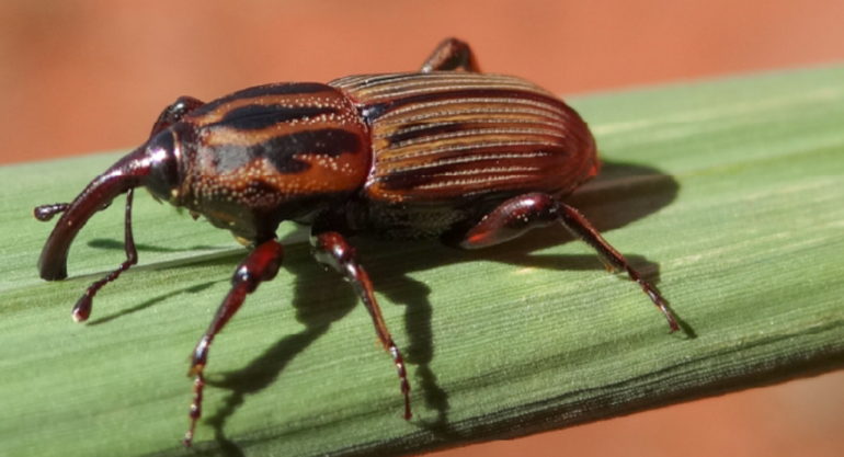 Bionat Lança SPAITERAN: Novo Bioinseticida para Combater o Bicudo da Cana-de-Açúcar